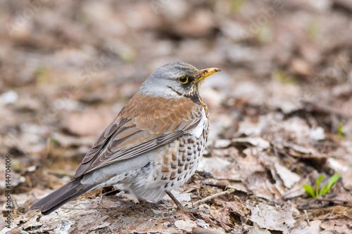 Wallpaper Mural blackbird rowan on a branch Torontodigital.ca