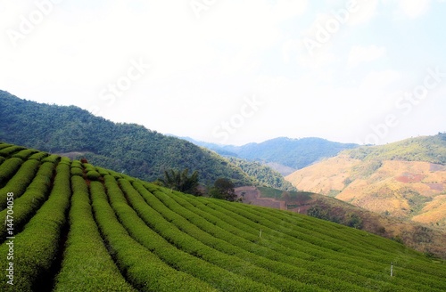 Tea plantation view in Chiang Rai,Thailand