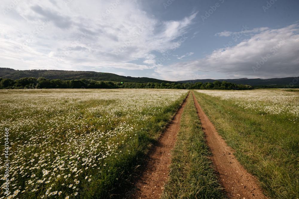 Summer field with road and sunset sky.