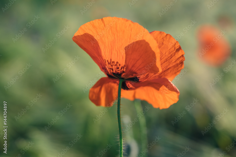 Close-up photo of a single poppy flower of red color. Poppy petal backlit with sun