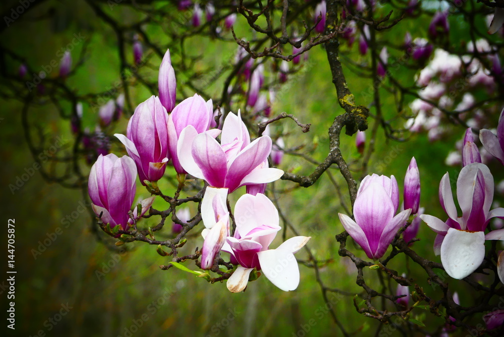 Obraz premium Magnolienblüte