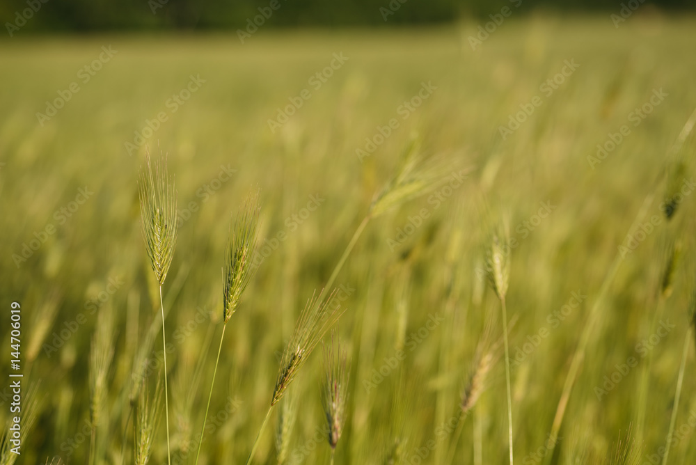 Spikes maturing wheat highlights the evening sun Spikes maturing wheat highlights the evening sun