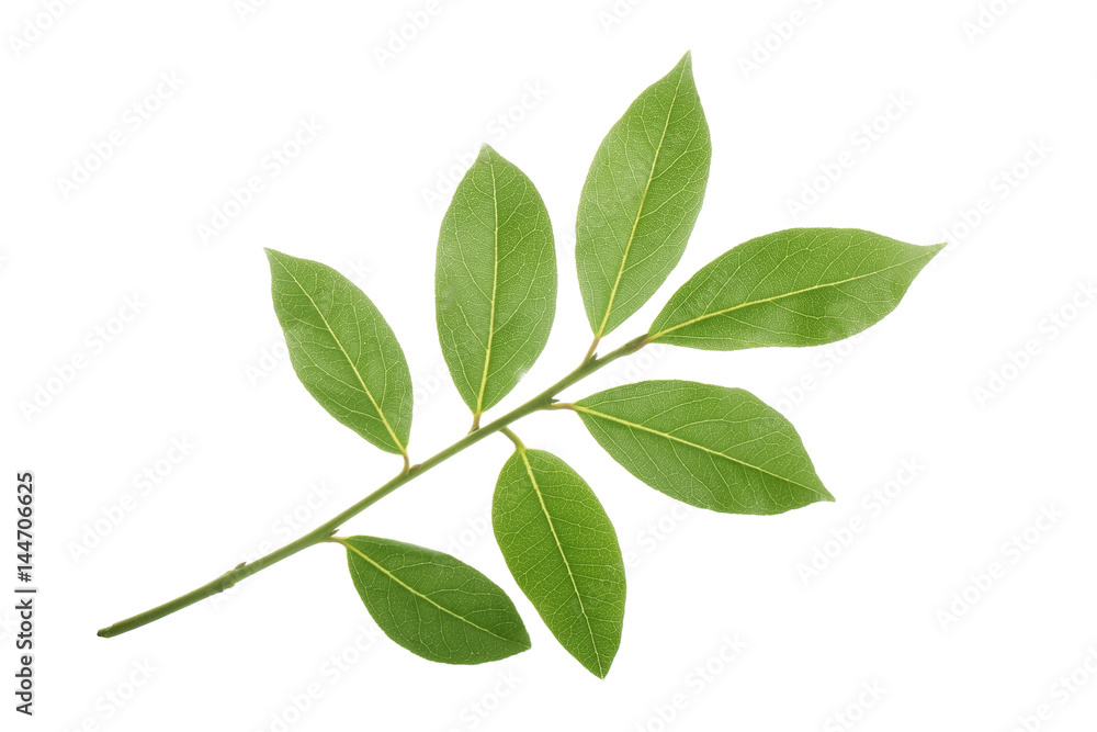 Fototapeta premium branch of laurel isolated