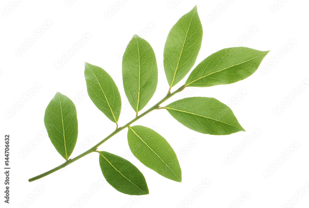 branch of laurel  isolated