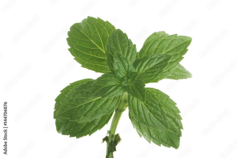 mint isolated