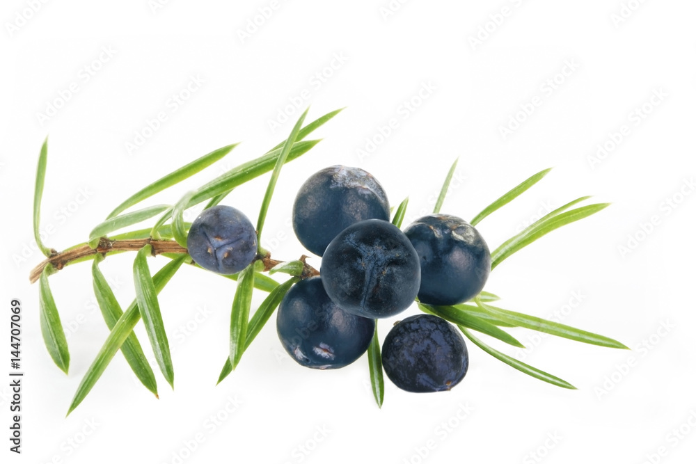 juniper berries isolated