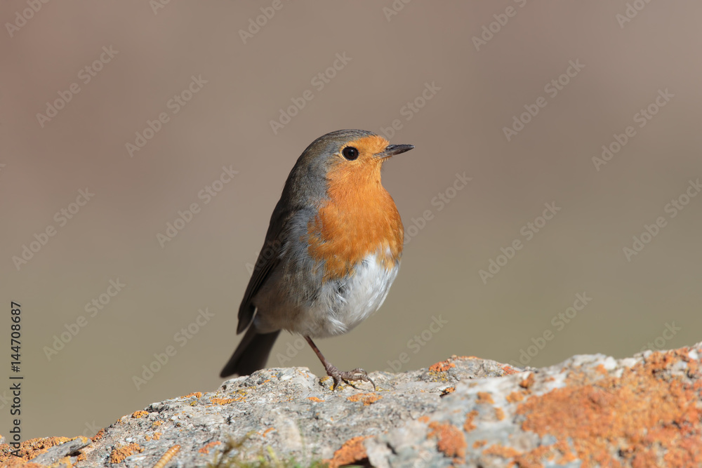 Robin 001 Robin 001