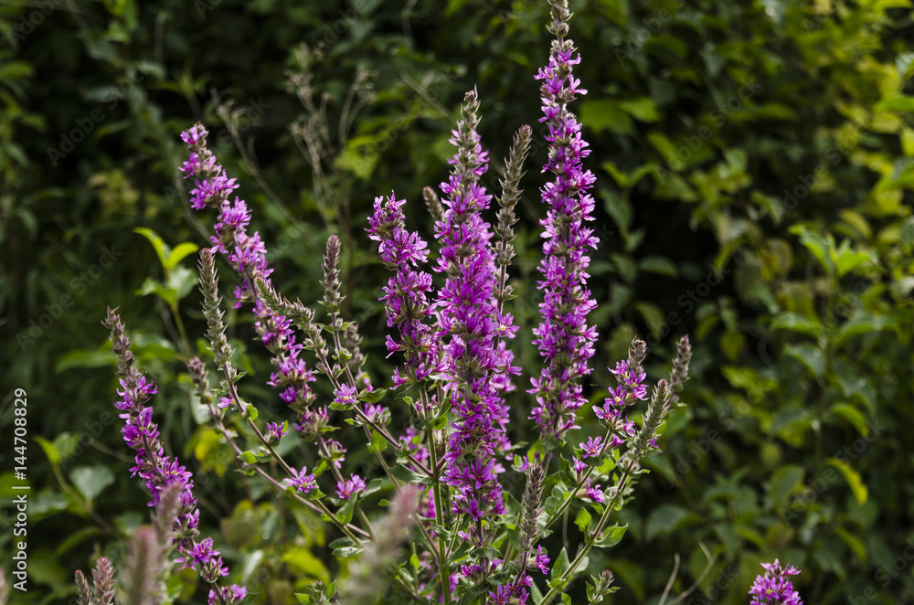 Obraz premium Lavender