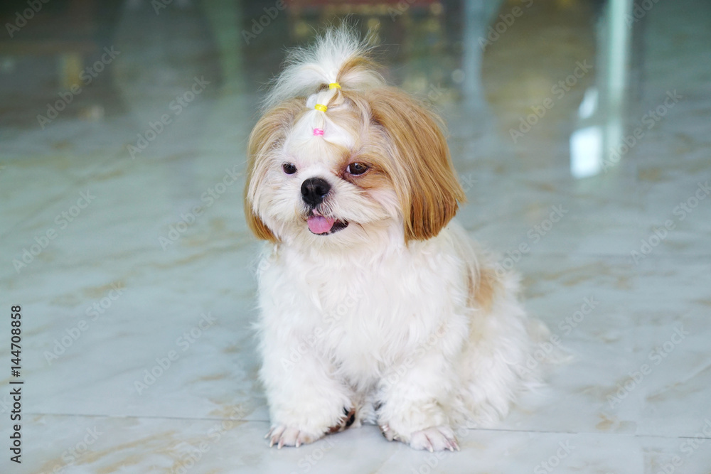 Cute Dog - Shih tzu puppy sit down and looking something.