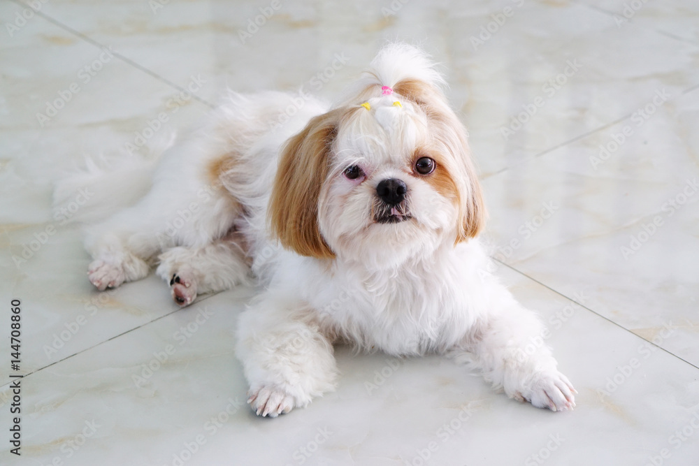 Cute Dog - Shih tzu puppy sit down waiting for its owner Cute Dog - Shih tzu puppy sit down waiting for its owner