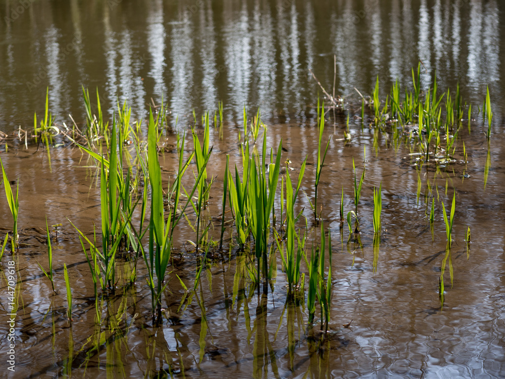 Spring grass in river in Litovelske pomoravi, Czech Republic Spring grass in river in Litovelske pomoravi, Czech Republic