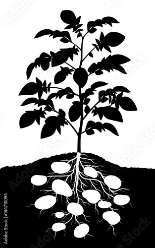 Potato plant