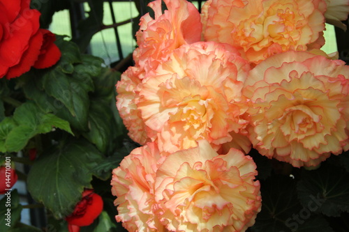 Begonia 3