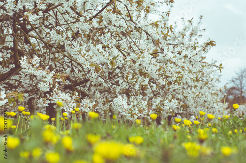 Fototapeta Naklejka Na Ścianę i Meble -  Toned photo of beautiful cherry orchard in blossom, Sussex, England, selective focus