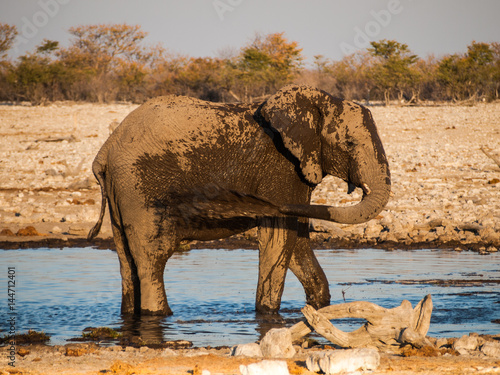 Elephants in the Etosha National Park  Namibia