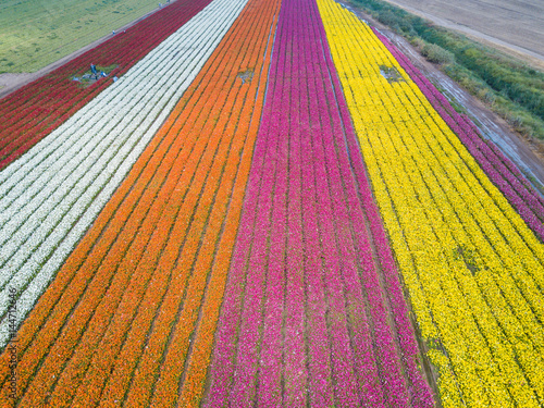 Field of colorful Buttercups - Aerial view