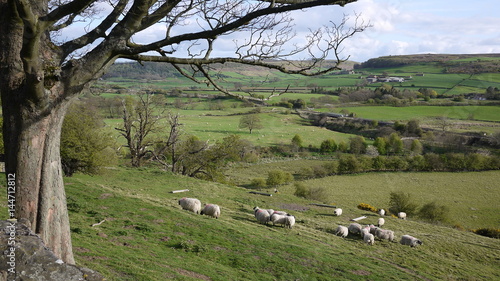North Yorkshire Field