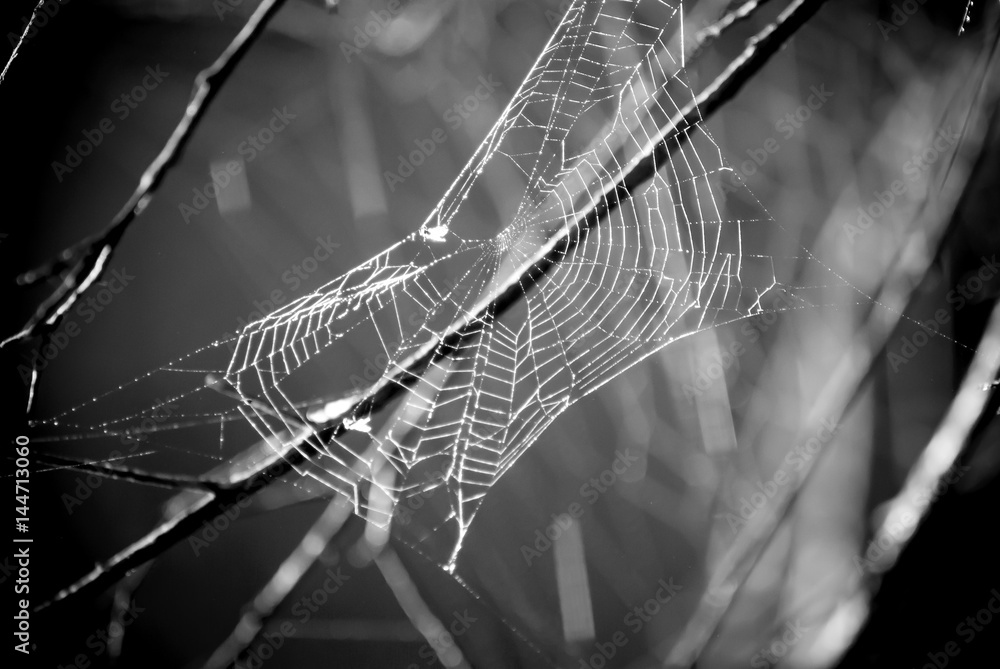 black and white image of a spider web