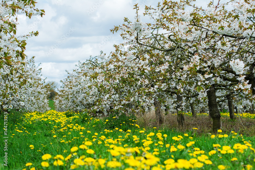 Naklejka premium Beautiful cherry orchard with white flowers, trees in a row, Sussex, England, selective focus