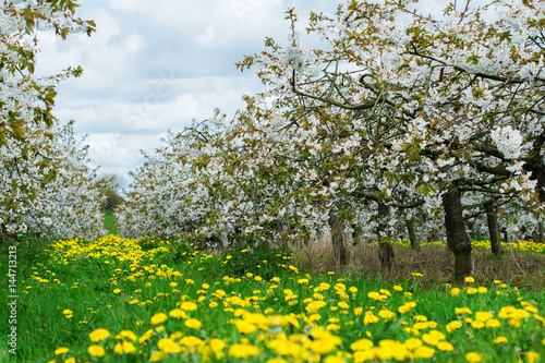 Fototapeta Naklejka Na Ścianę i Meble -  Beautiful cherry orchard with white flowers, trees in a row, Sussex, England, selective focus