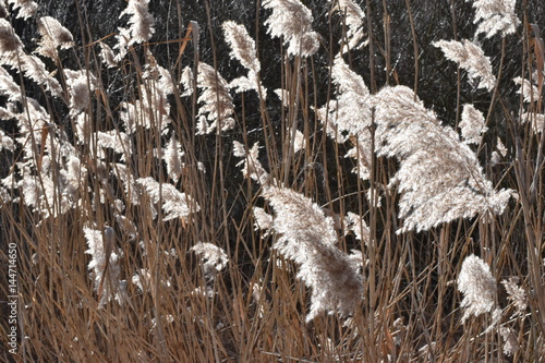 reed in autumn