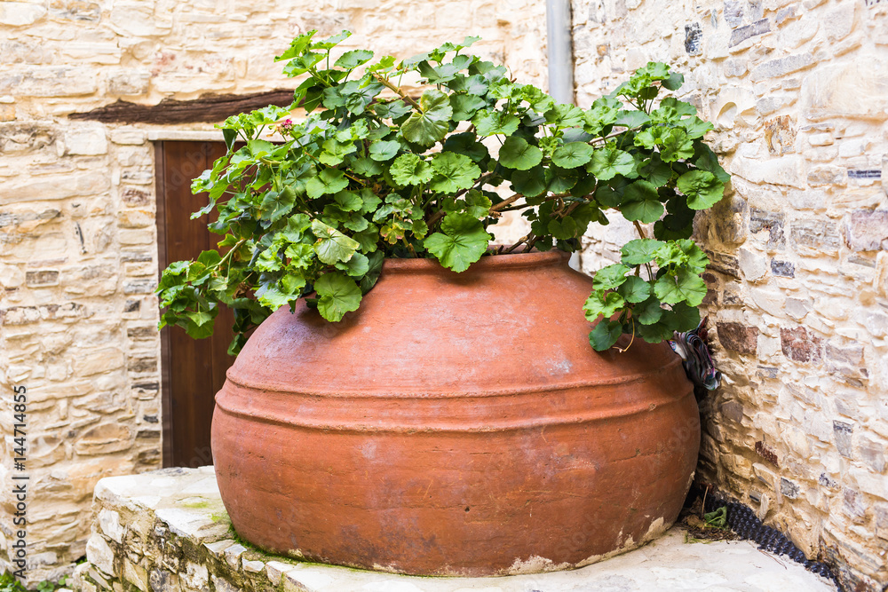 Green potted plants outdoor