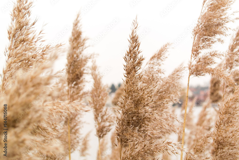 Fototapeta premium Reed in the wind