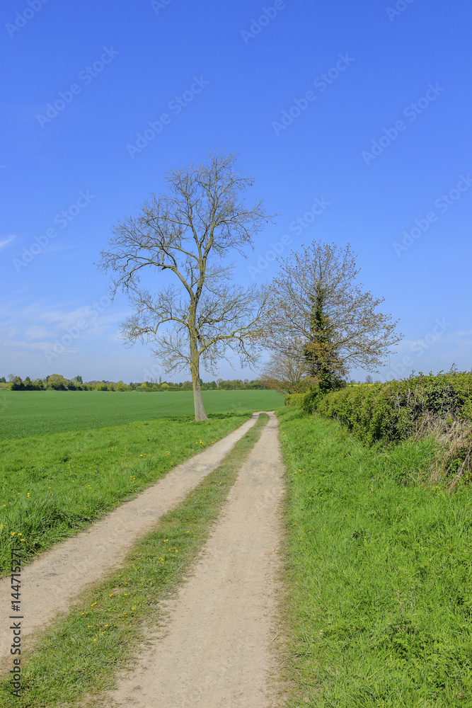 dirt track path in the countryside