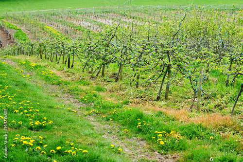 New apple trees in the orchard