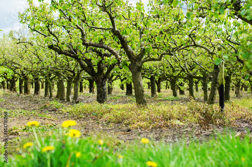 Rows of beautiful pear trees in spring, Sussex, England, selective focus
