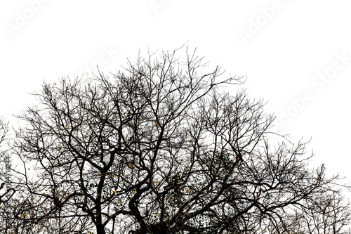 silhouette of dry tree on white background