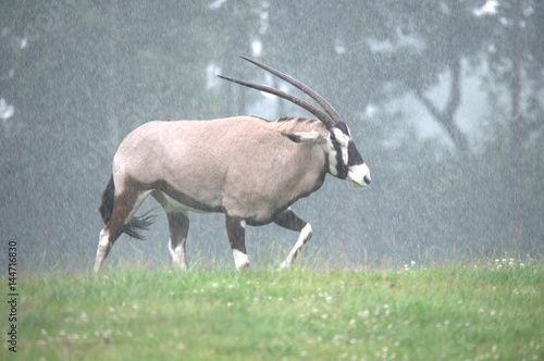 Oryx im Regen