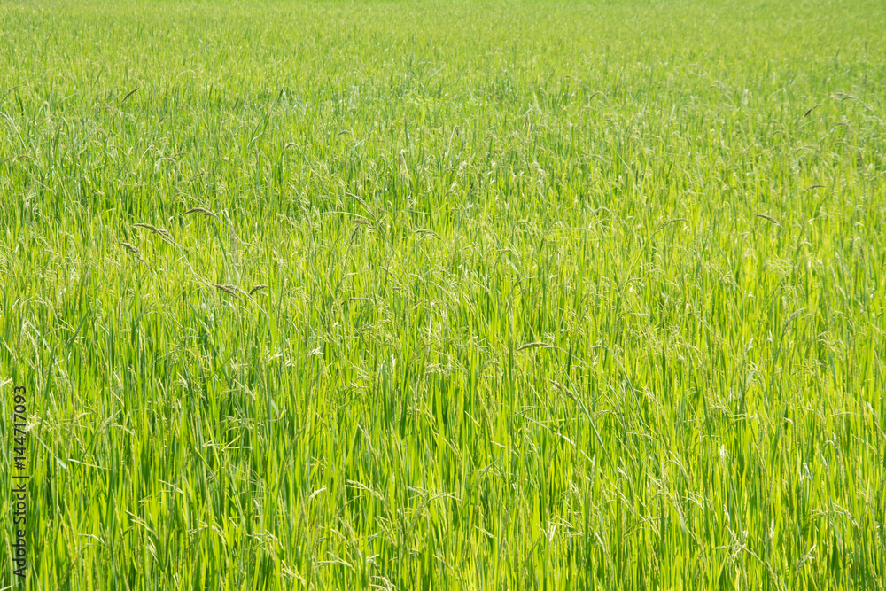 Fototapeta Asia rice farm background