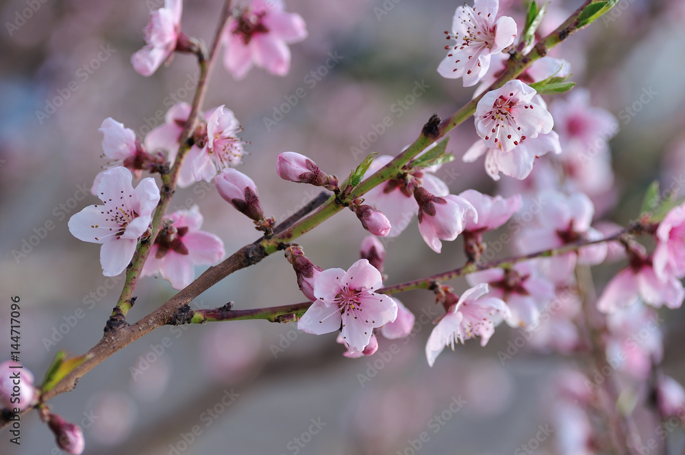 Closeup of peach blossom on blurred background of surrounding nature Closeup of peach blossom on blurred background of surrounding nature