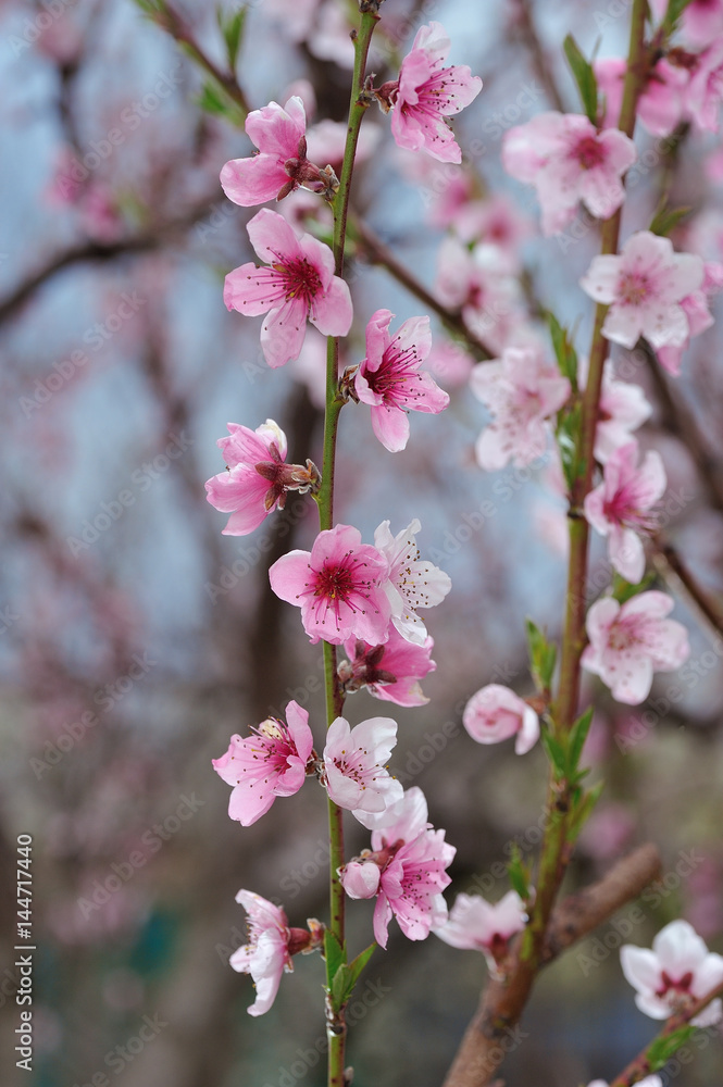 Closeup of peach blossom on blurred background of surrounding nature Closeup of peach blossom on blurred background of surrounding nature