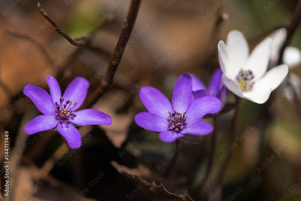 雪割草の花 雪割草の花