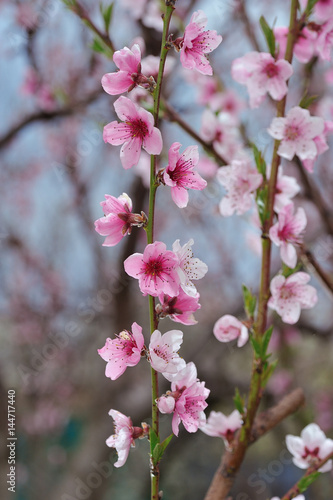 Closeup of peach blossom on blurred background of surrounding nature