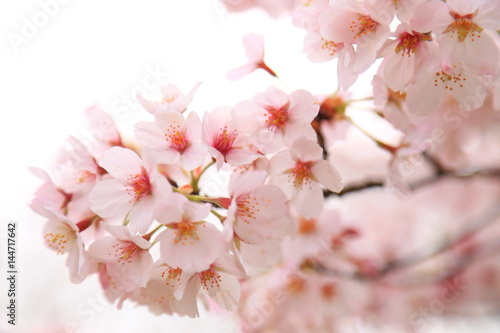 春の桜