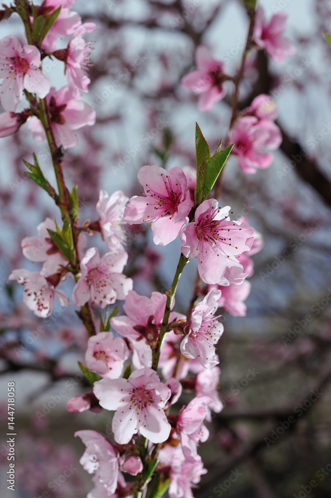 Fototapeta premium Closeup of peach blossom on blurred background of surrounding nature