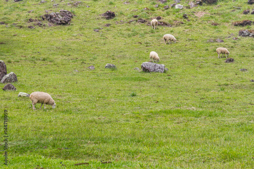Fototapeta premium Sheep grazing in a farm