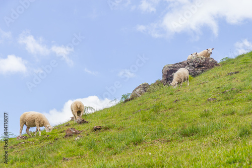 Sheep grazing in a farm