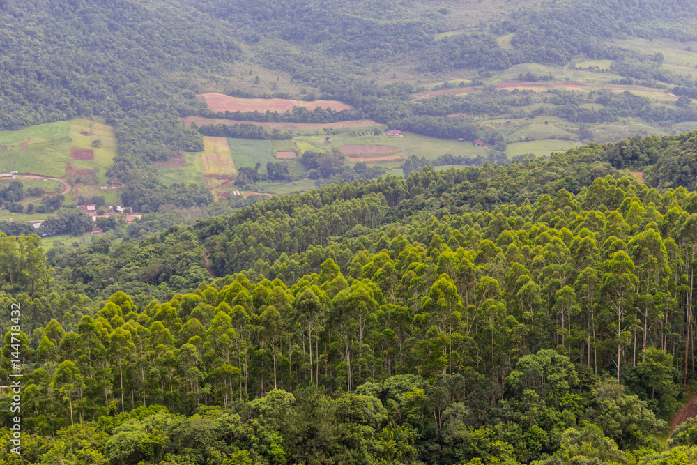 Eucalyptus forest in Morro do Gaucho mountain vegetation