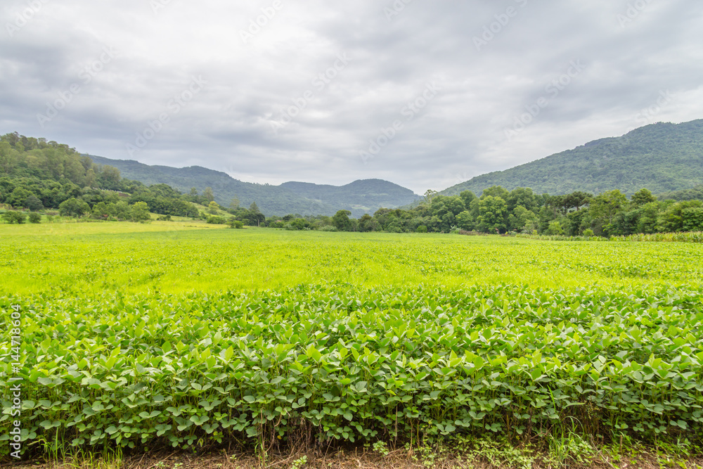 Soy plantation in Farm Soy plantation in Farm