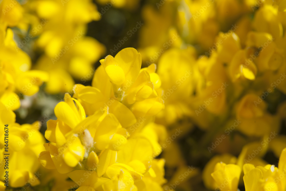 flora of Gran Canaria - Genista microphylla flora of Gran Canaria - Genista microphylla