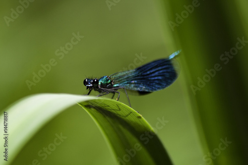 dragonfly on  a blade of grass © markgebler.de