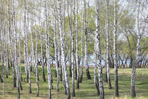 Fototapeta Naklejka Na Ścianę i Meble -  Trunks of birch trees in forest / birches in sunlight in spring / birch trees in bright sunshine / birch trees with white bark / beautiful landscape with white birches