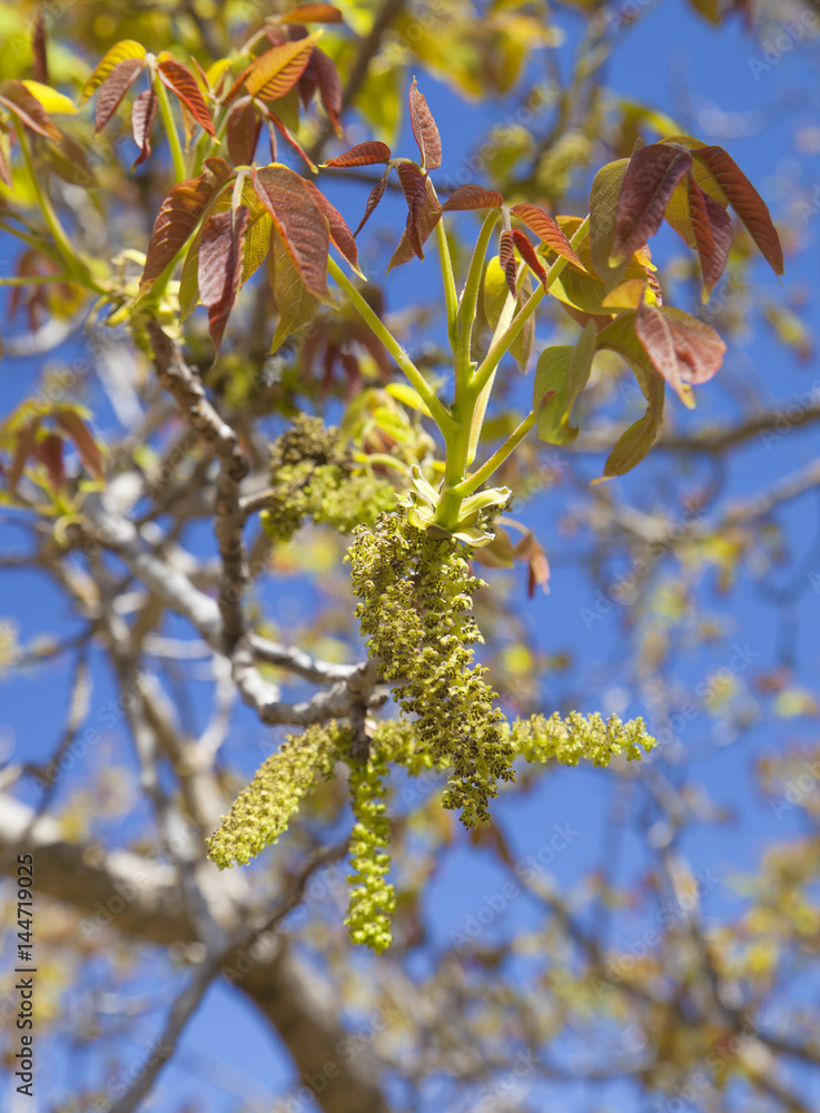 Fototapeta premium flowering walnut tree