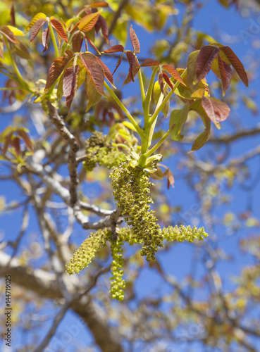 flowering walnut tree