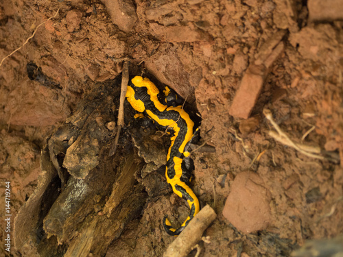 Feuersalamander im Versteck