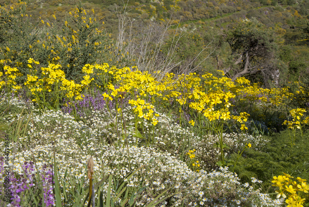 Obraz premium Central Gran Canaria in April